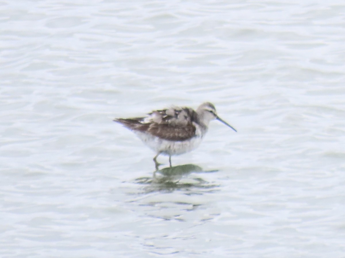 Stilt Sandpiper - ML642067338