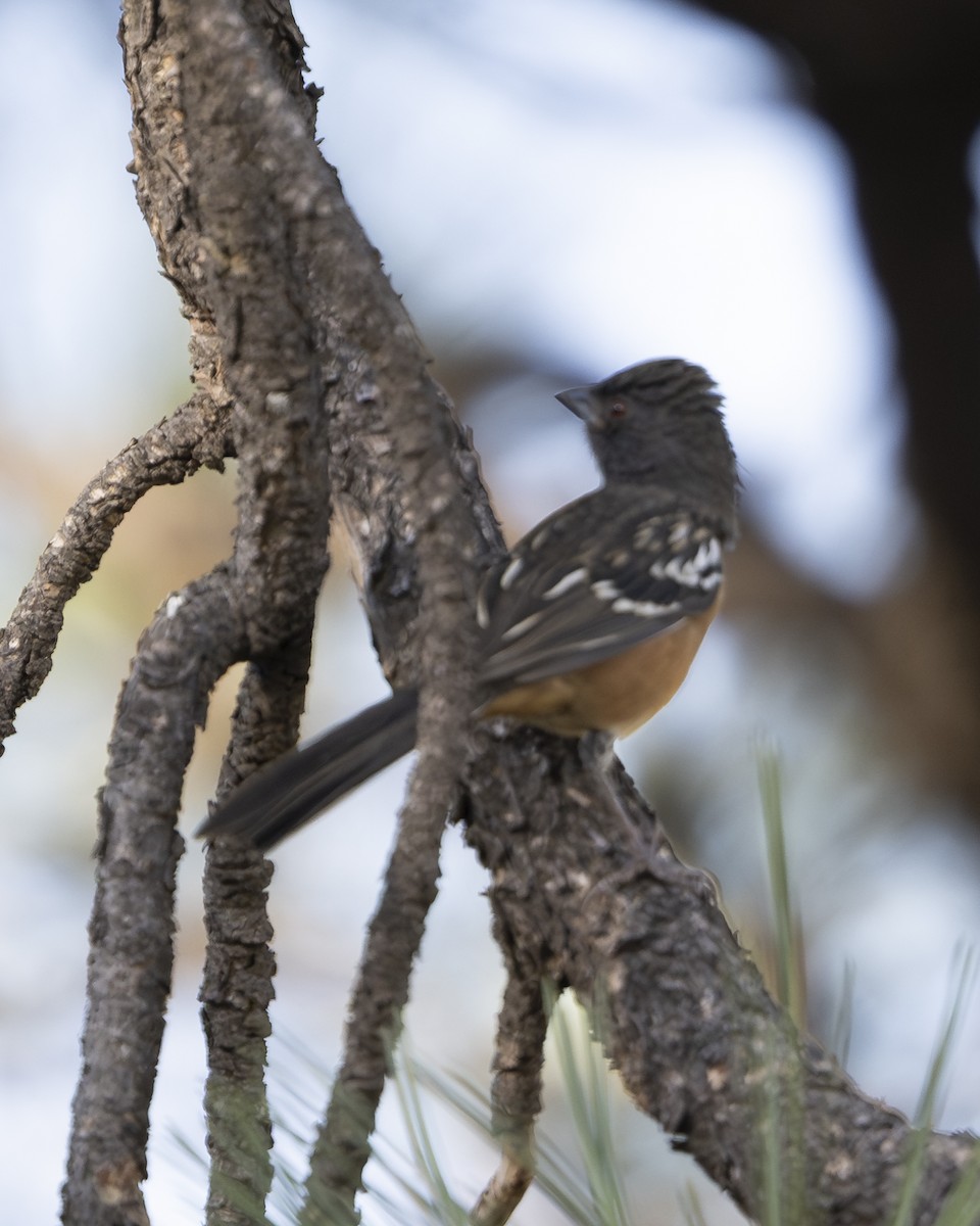 Spotted Towhee - ML642067361