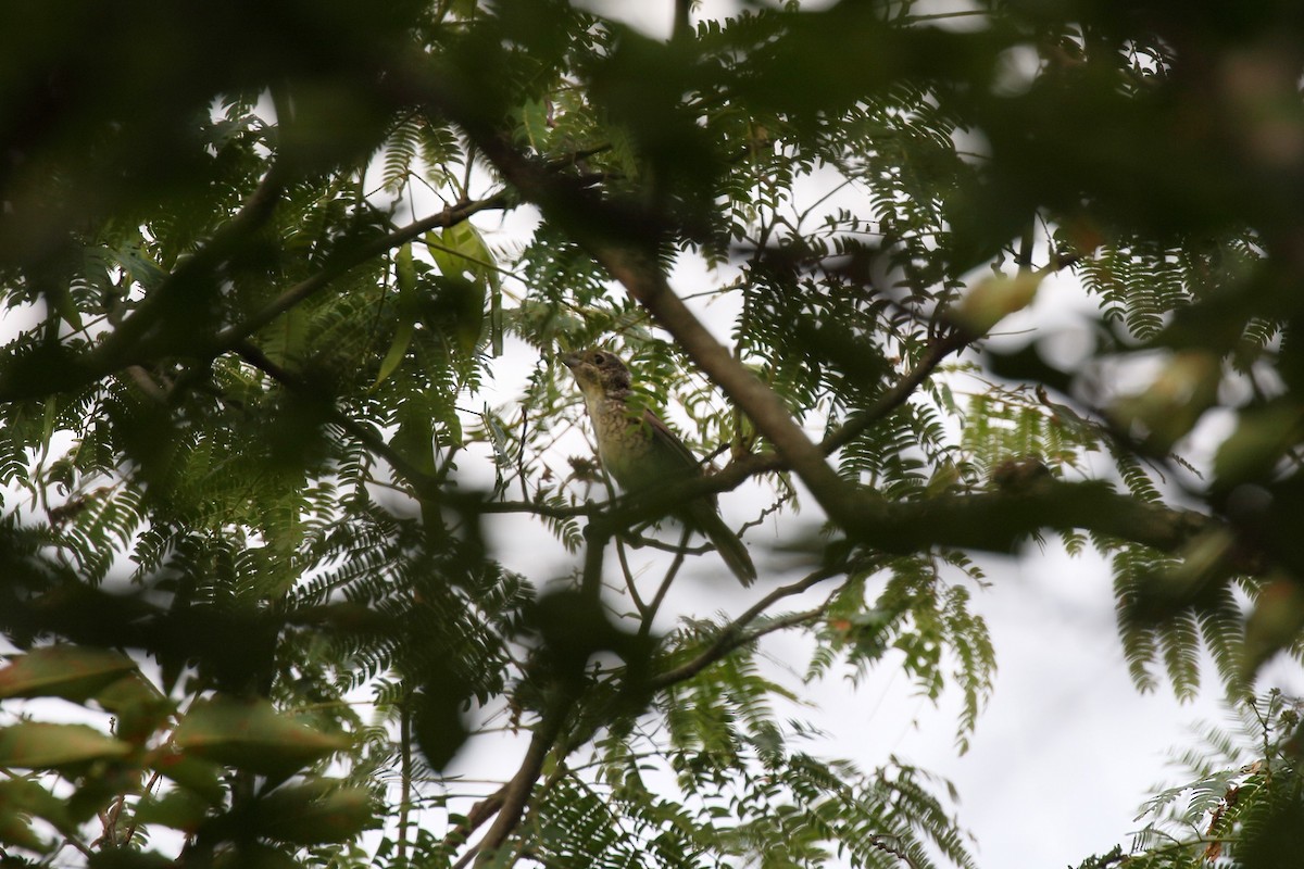 Tiger Shrike - ML642067362
