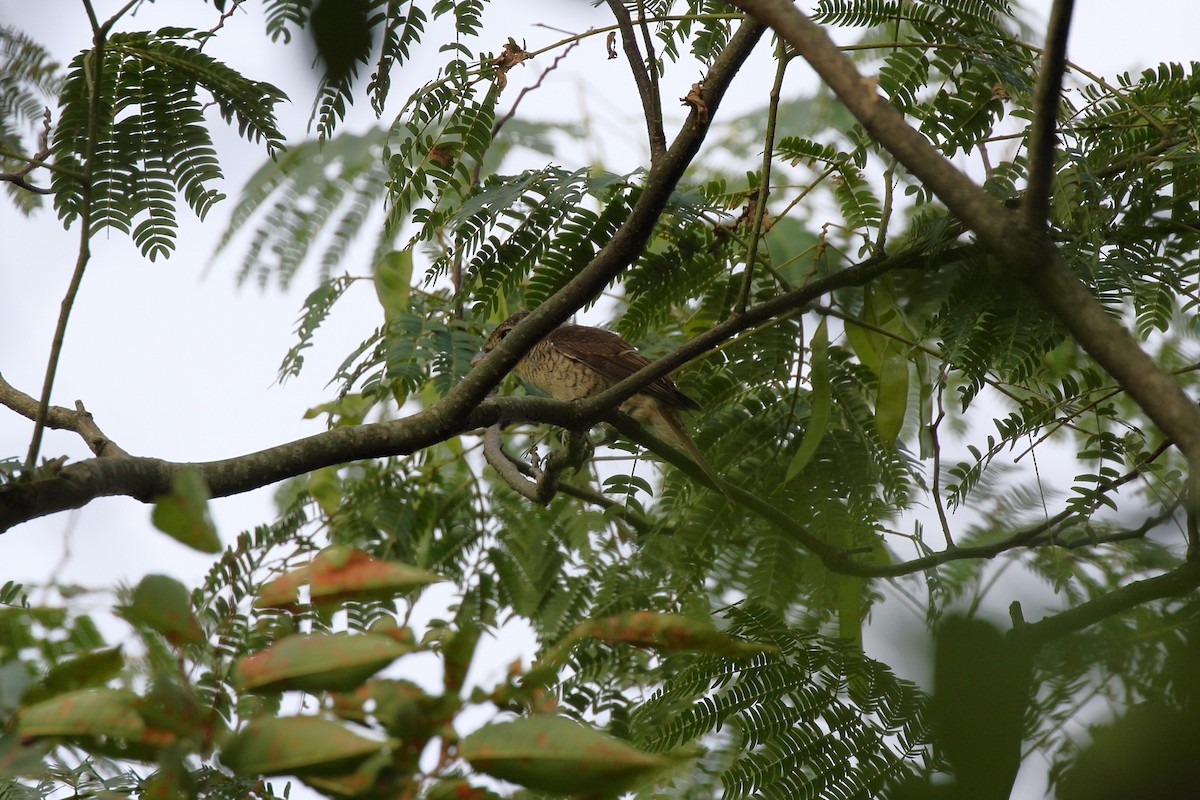 Tiger Shrike - ML642067363