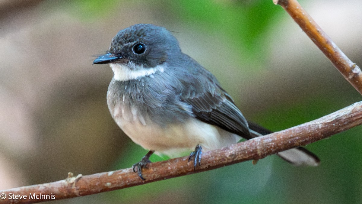 Northern Fantail - ML642067369