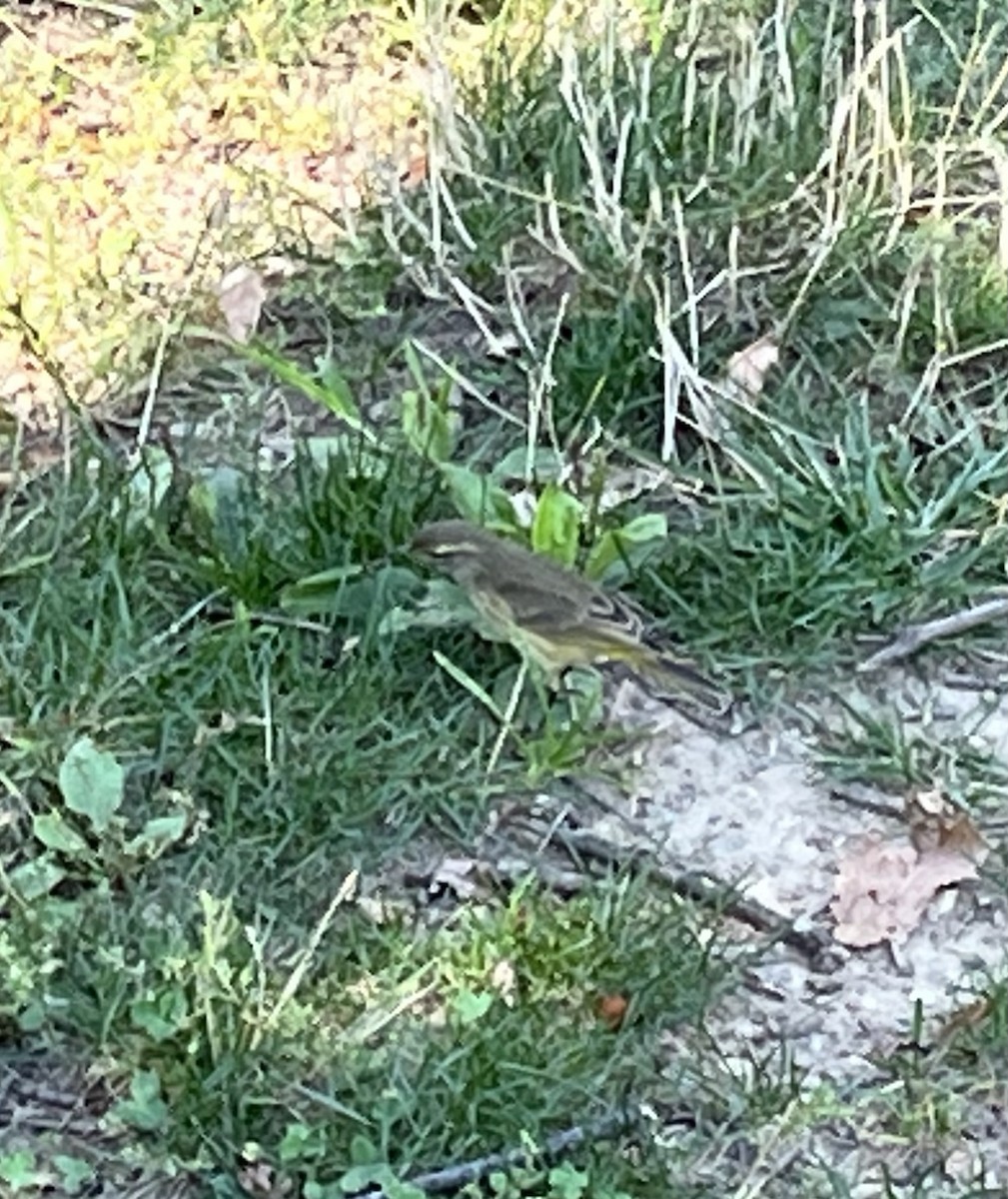 Palm Warbler - ML642067377