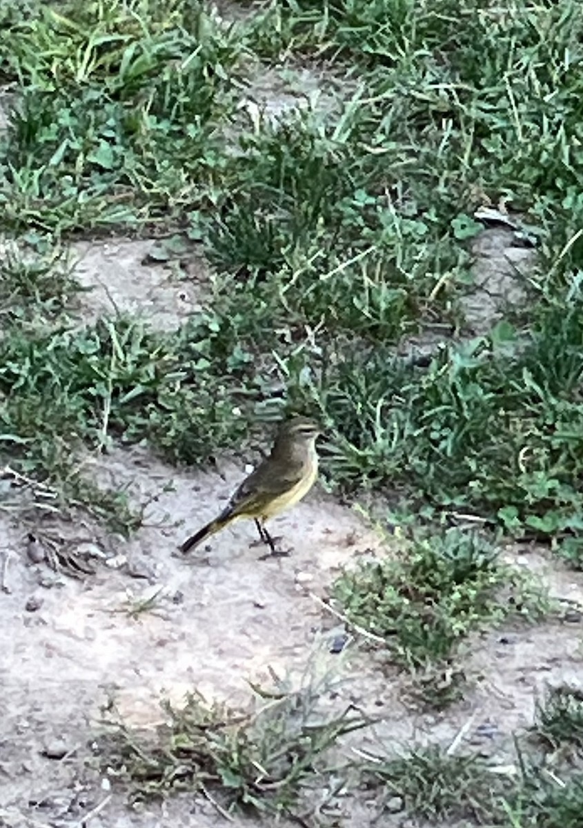 Palm Warbler - ML642067378