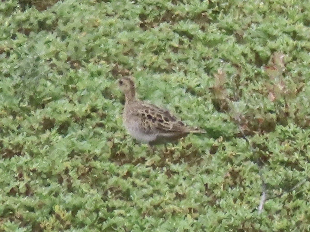 Upland Sandpiper - ML642067381