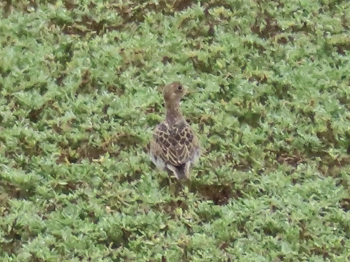 Upland Sandpiper - ML642067383