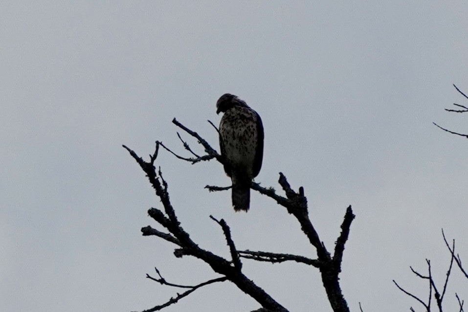 Red-shouldered Hawk - ML642067386