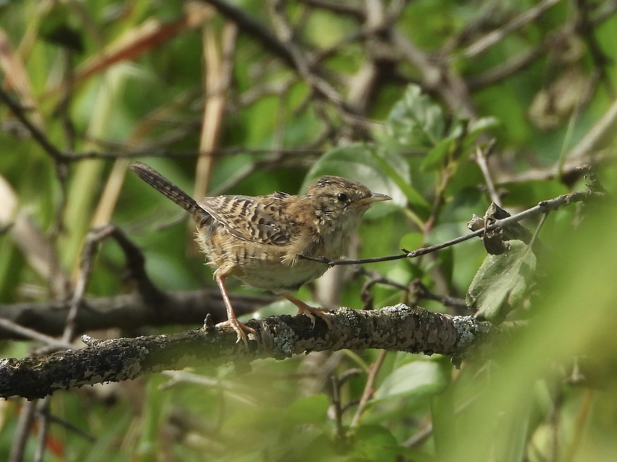 Sedge Wren - ML642067402
