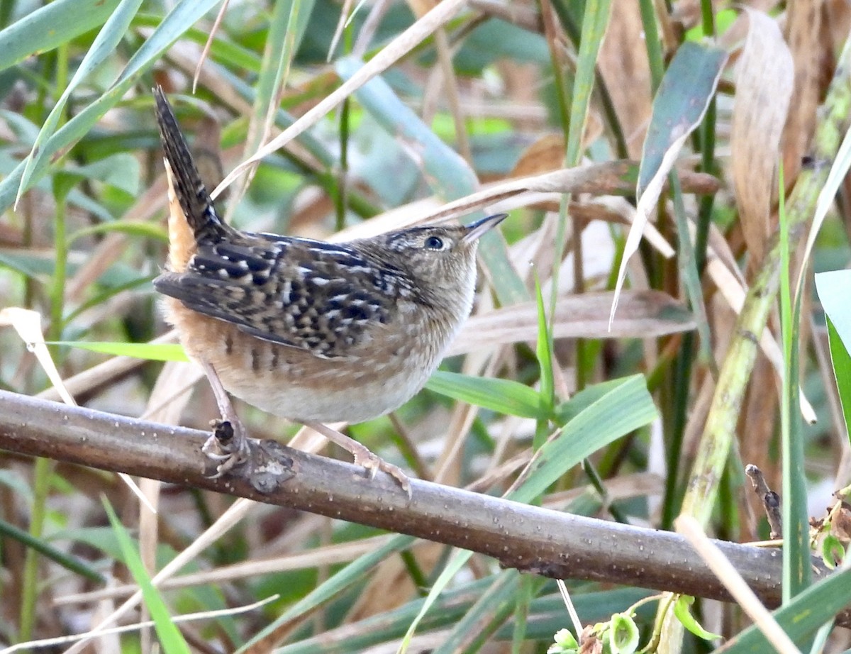 Sedge Wren - ML642067403