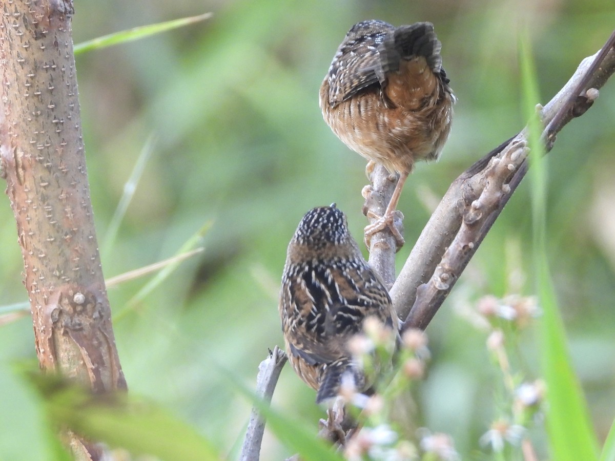 Sedge Wren - ML642067404