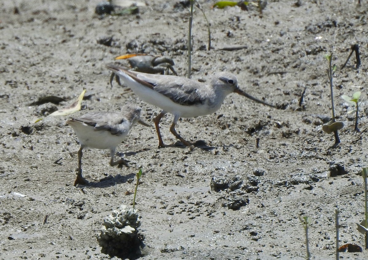 Terek Sandpiper - ML642067412