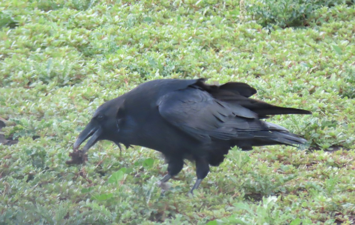 ravn - ML642067426