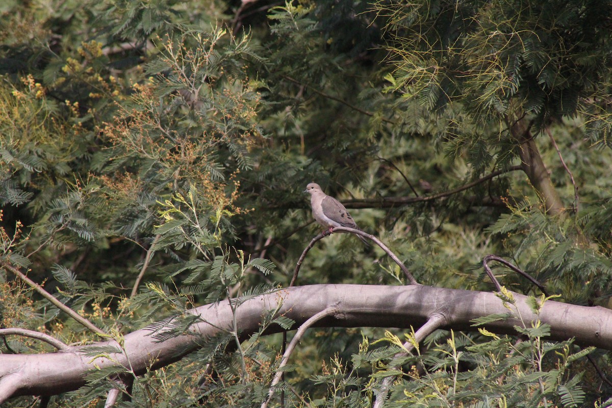 Eared Dove - ML642067431