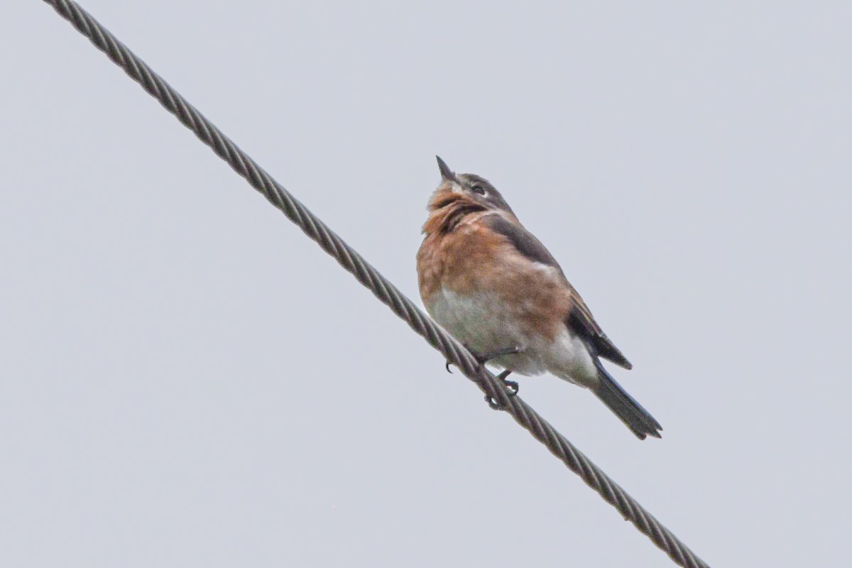 Eastern Bluebird - ML642067432