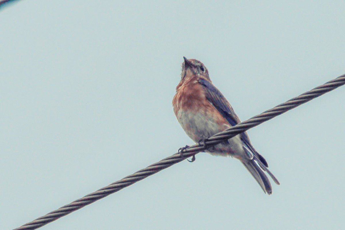 Eastern Bluebird - ML642067433