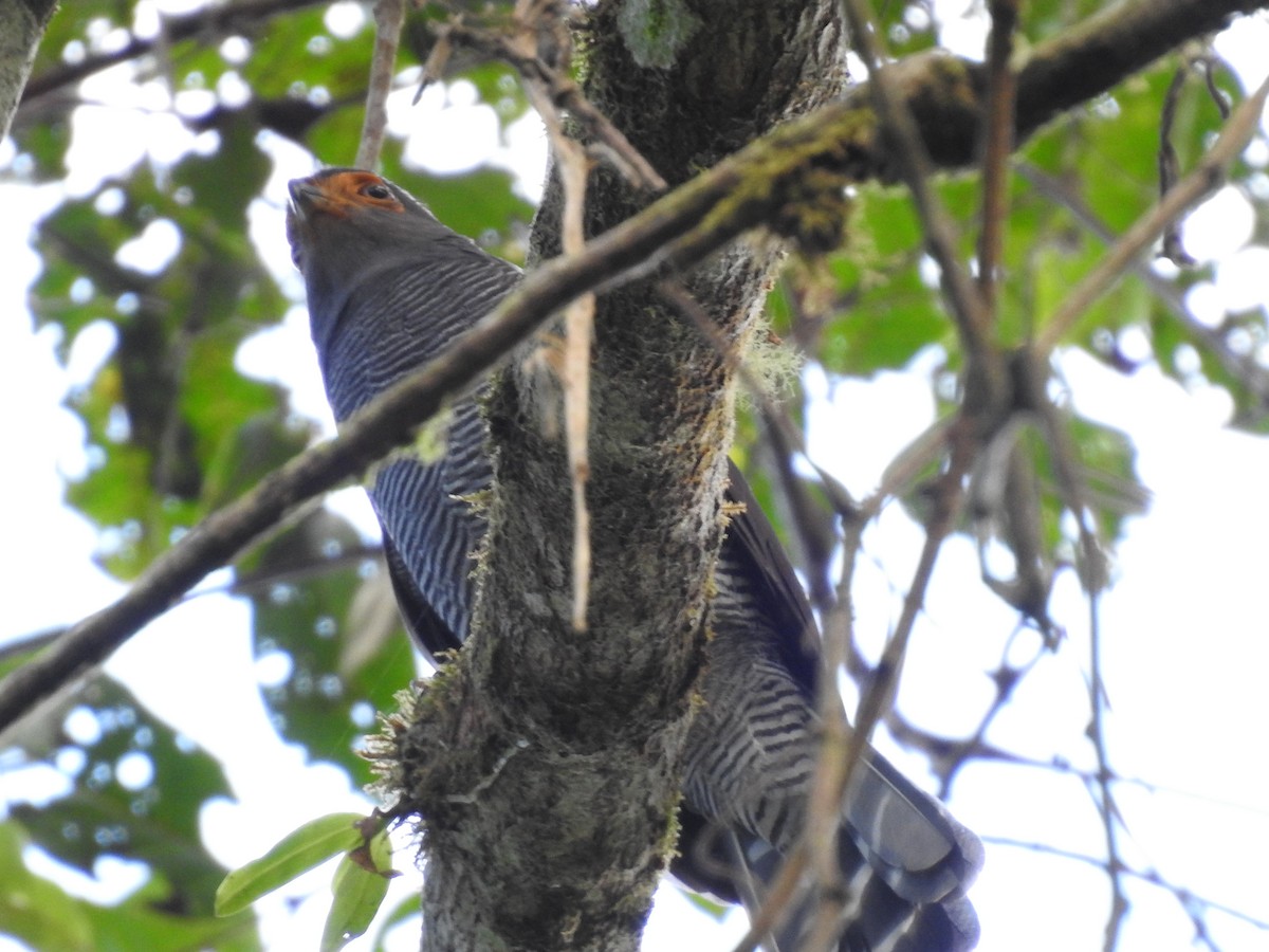 Barred Forest-Falcon - ML642067435