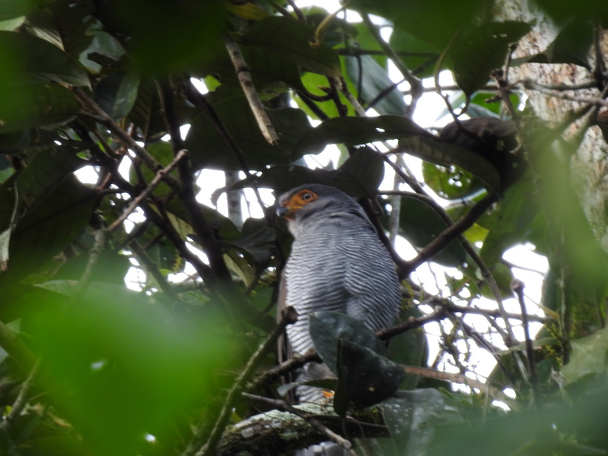 Barred Forest-Falcon - ML642067436