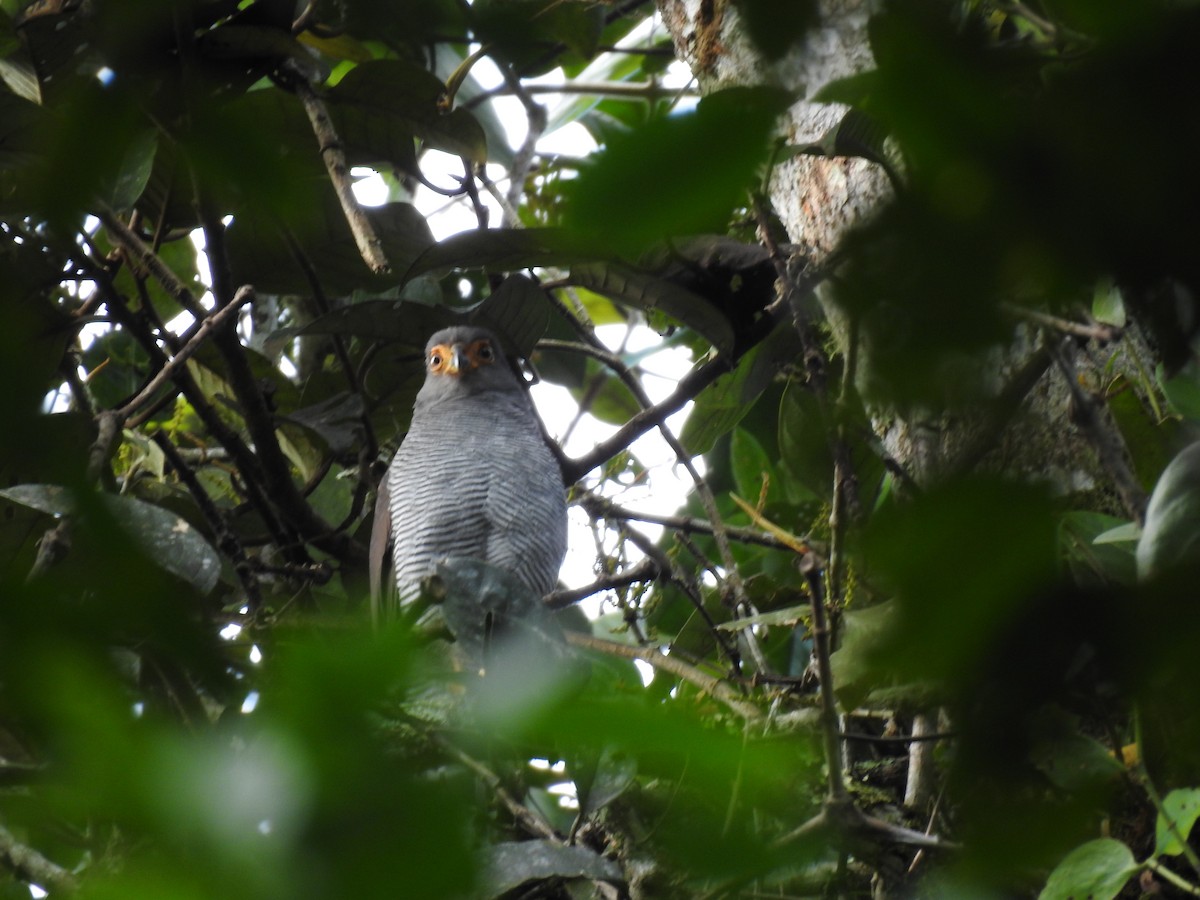 Barred Forest-Falcon - ML642067437