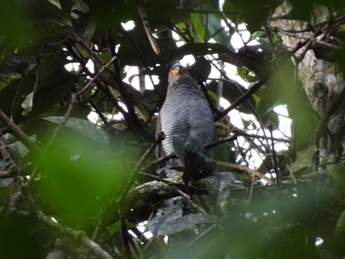 Barred Forest-Falcon - ML642067438