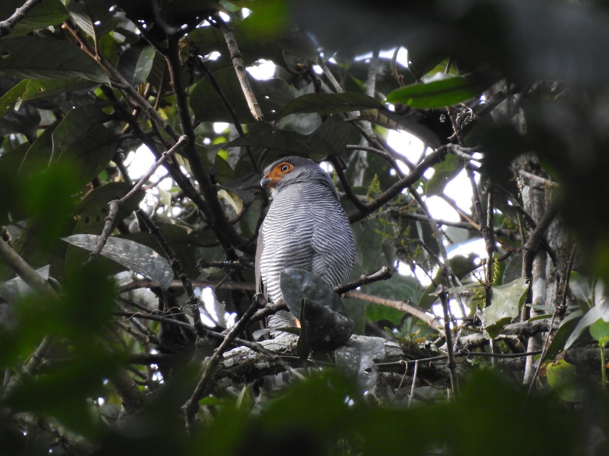 Barred Forest-Falcon - ML642067439