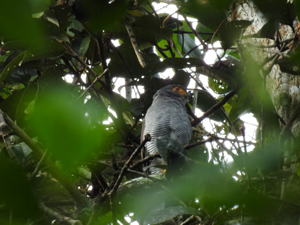 Barred Forest-Falcon - ML642067440