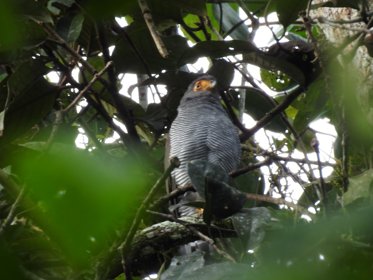 Barred Forest-Falcon - ML642067441