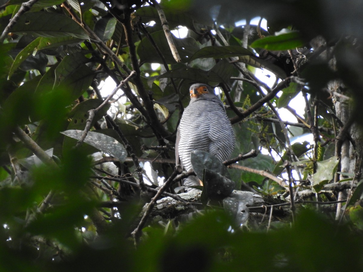 Barred Forest-Falcon - ML642067442