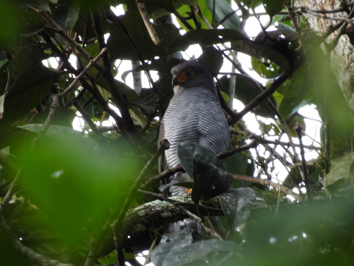 Barred Forest-Falcon - ML642067443