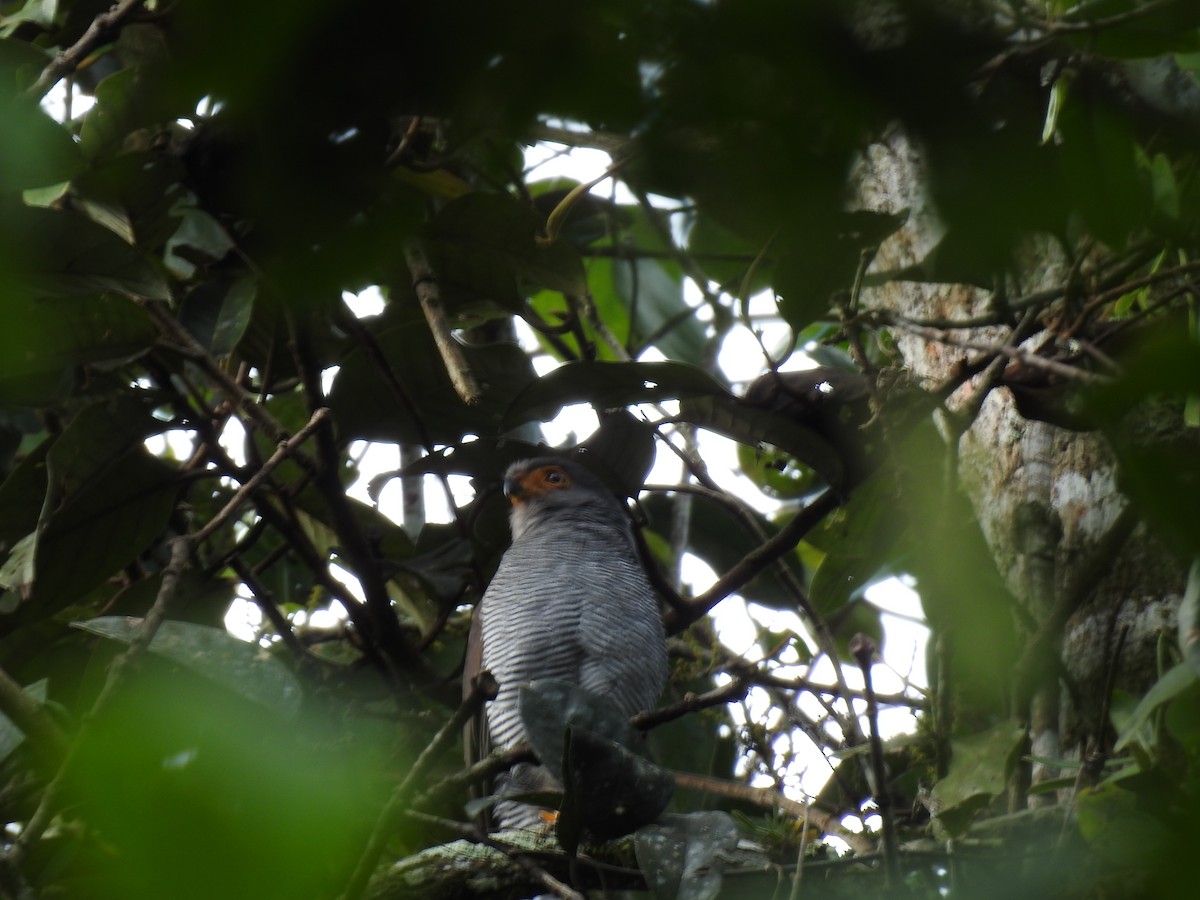 Barred Forest-Falcon - ML642067446