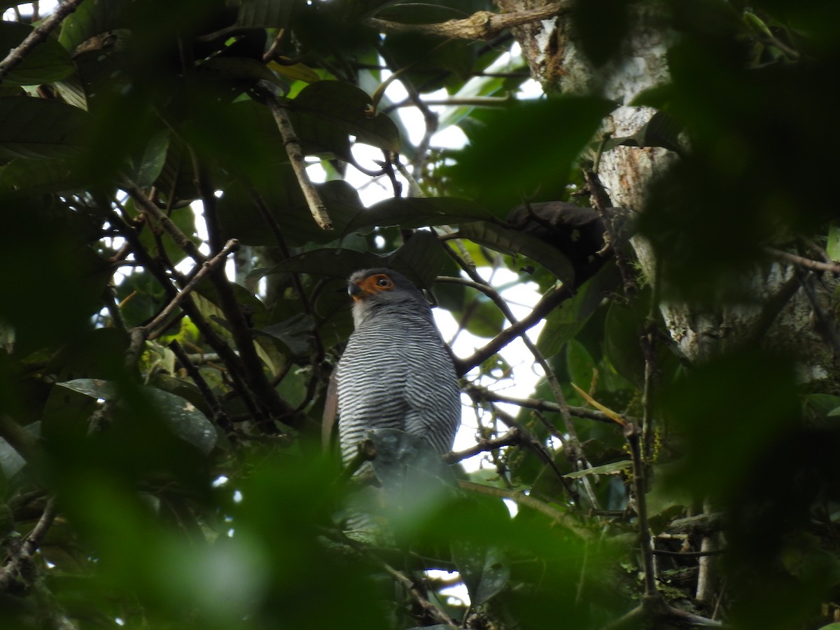 Barred Forest-Falcon - ML642067454