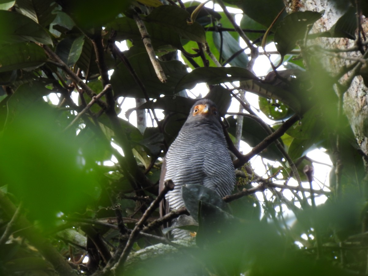 Barred Forest-Falcon - ML642067455
