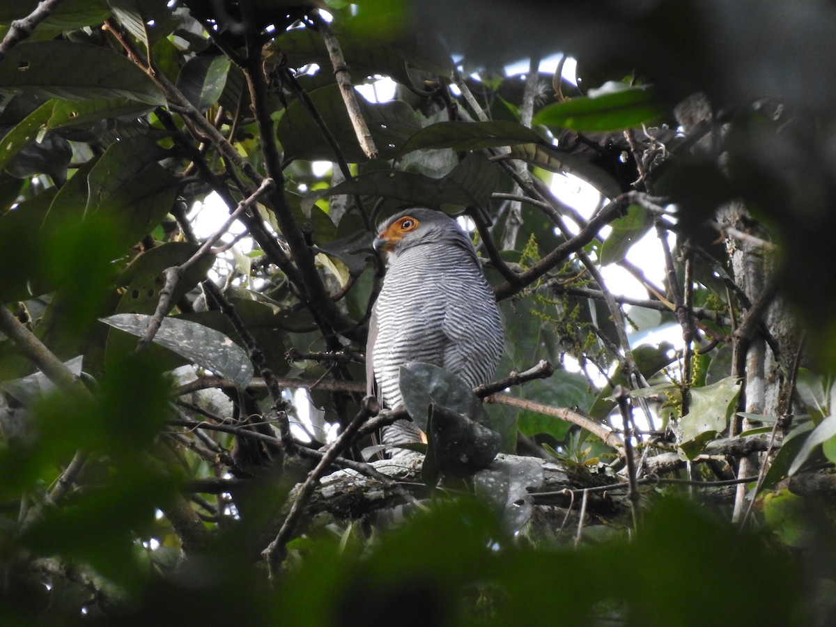 Barred Forest-Falcon - ML642067456