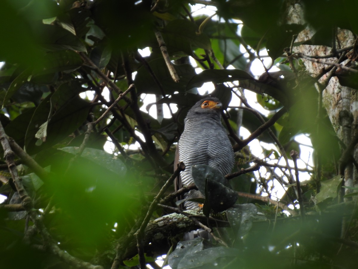 Barred Forest-Falcon - ML642067458