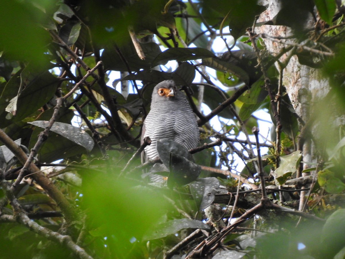 Barred Forest-Falcon - ML642067459
