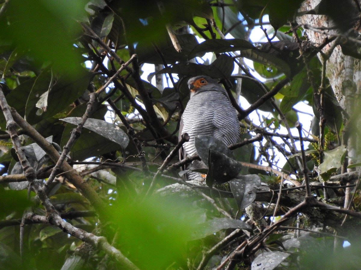 Barred Forest-Falcon - ML642067461