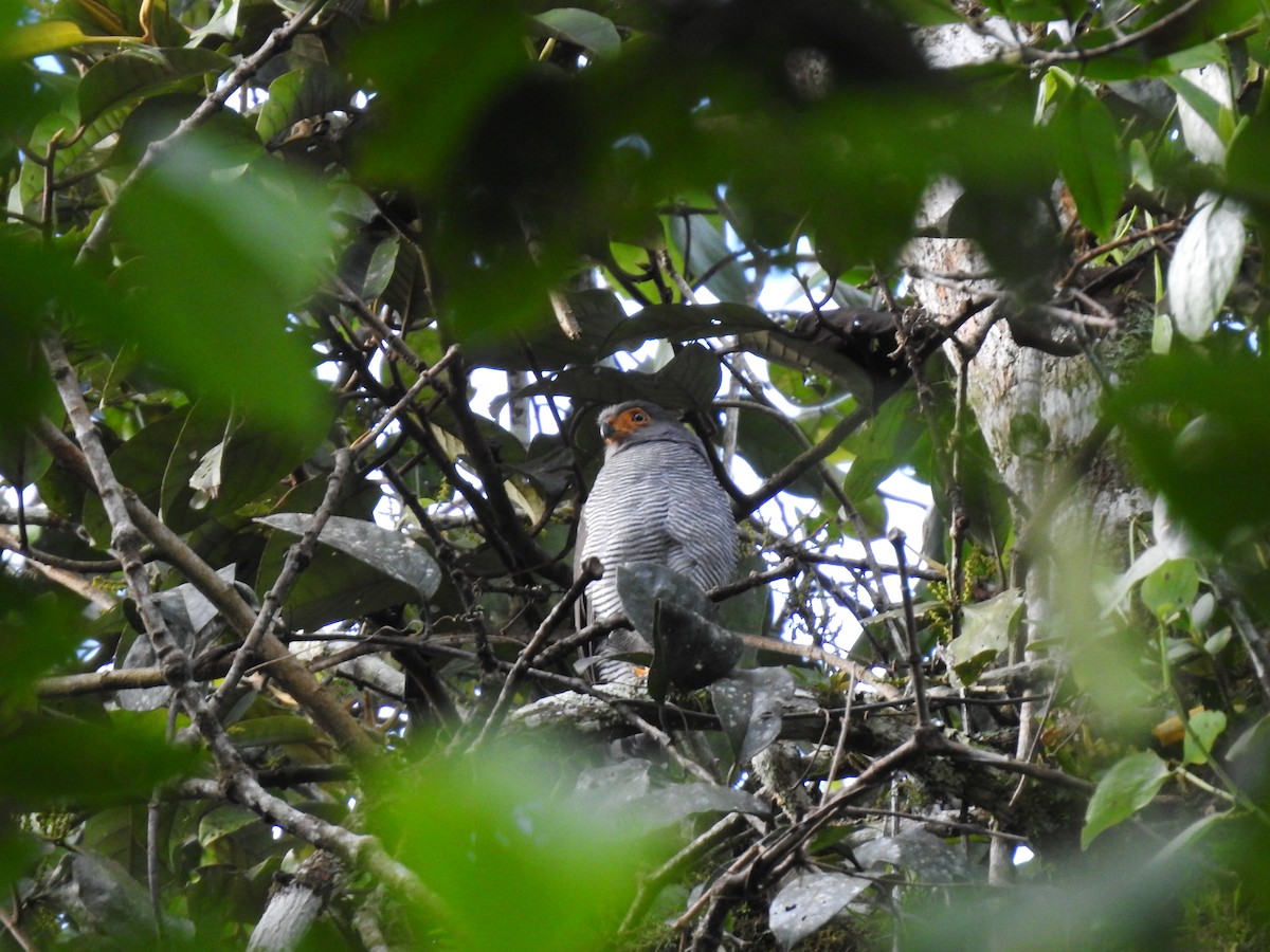Barred Forest-Falcon - ML642067462