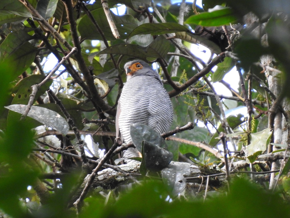 Barred Forest-Falcon - ML642067463