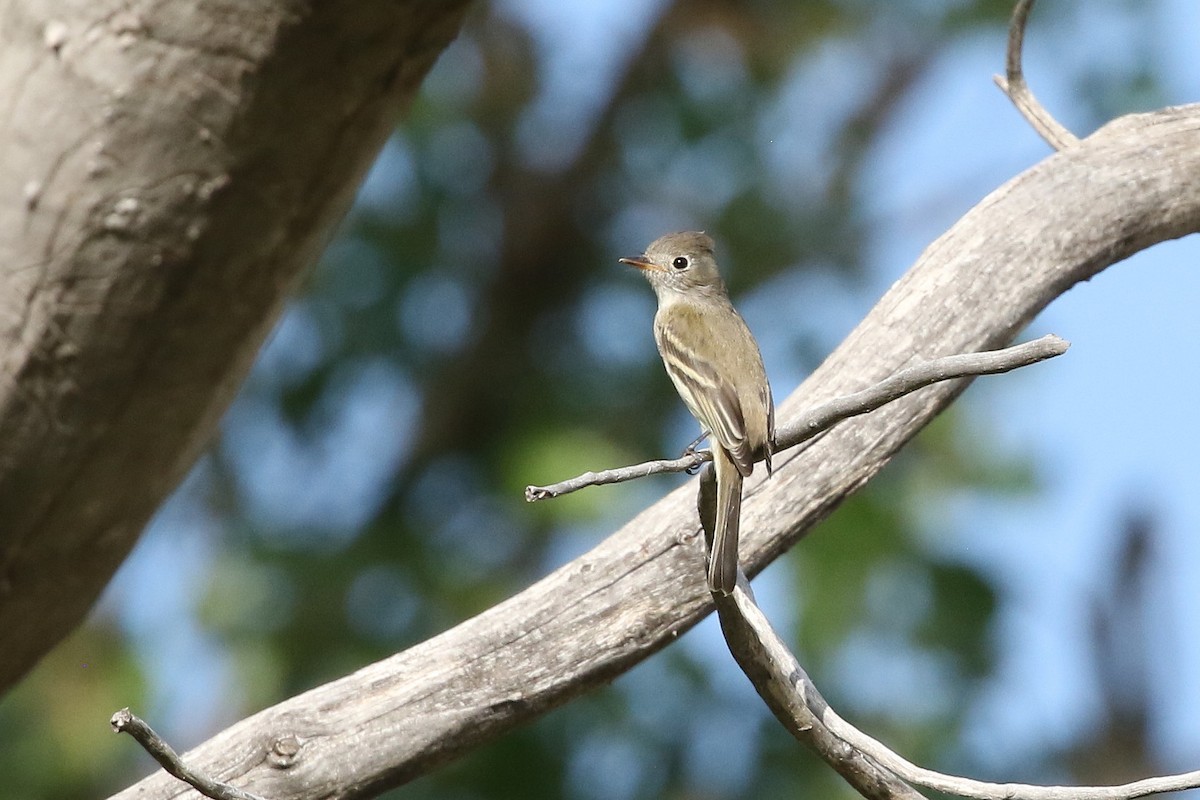 Hammond's Flycatcher - ML642067468