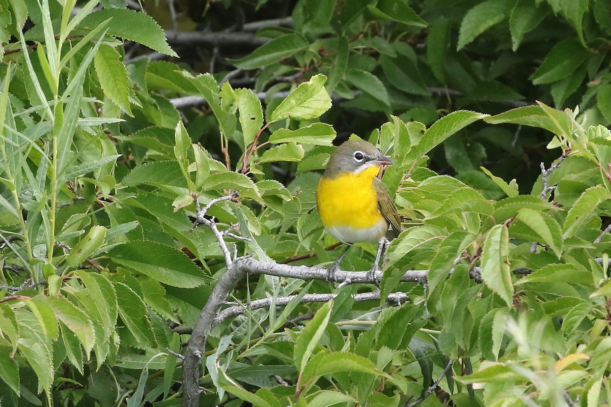 Yellow-breasted Chat - ML642067476
