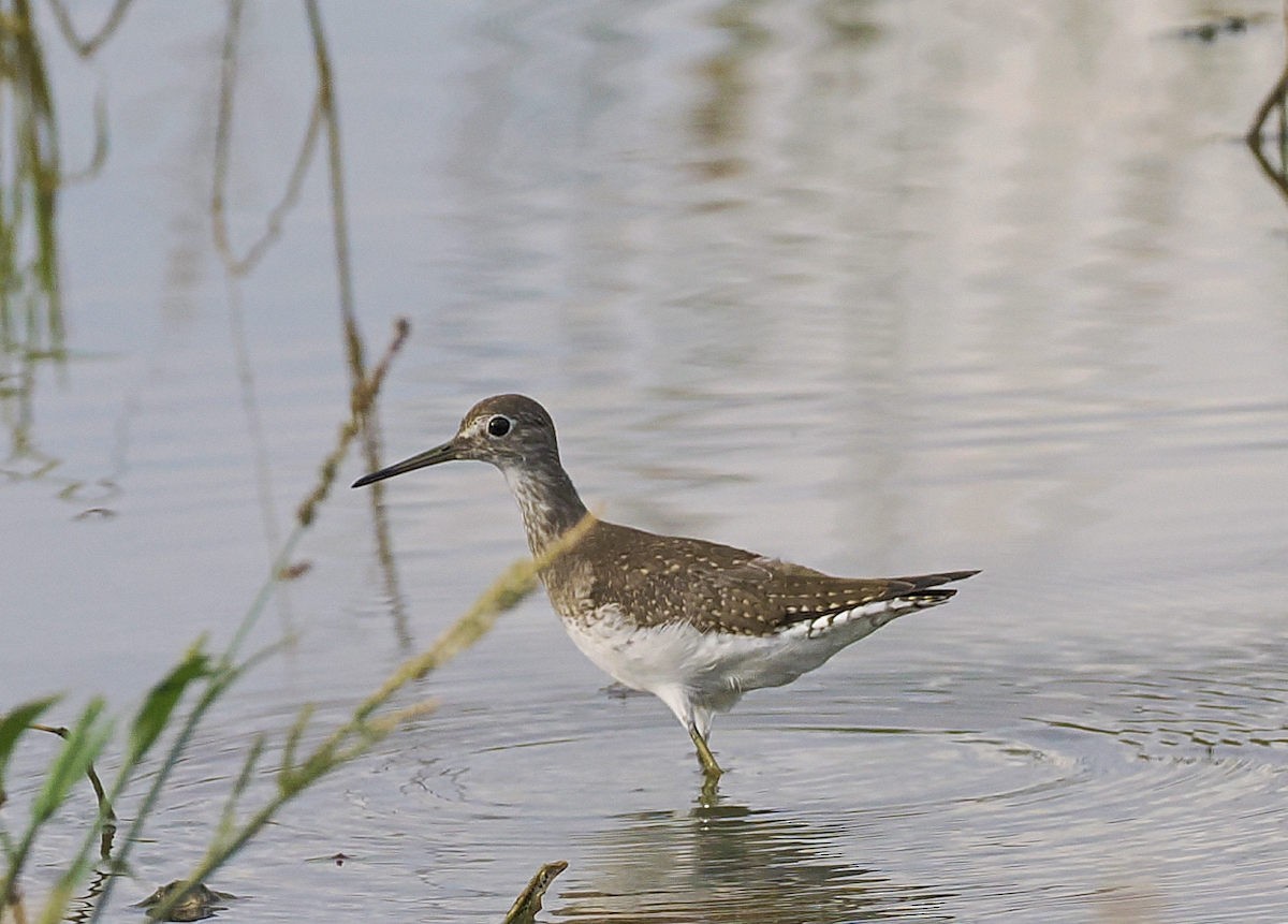 Solitary Sandpiper - ML642067494