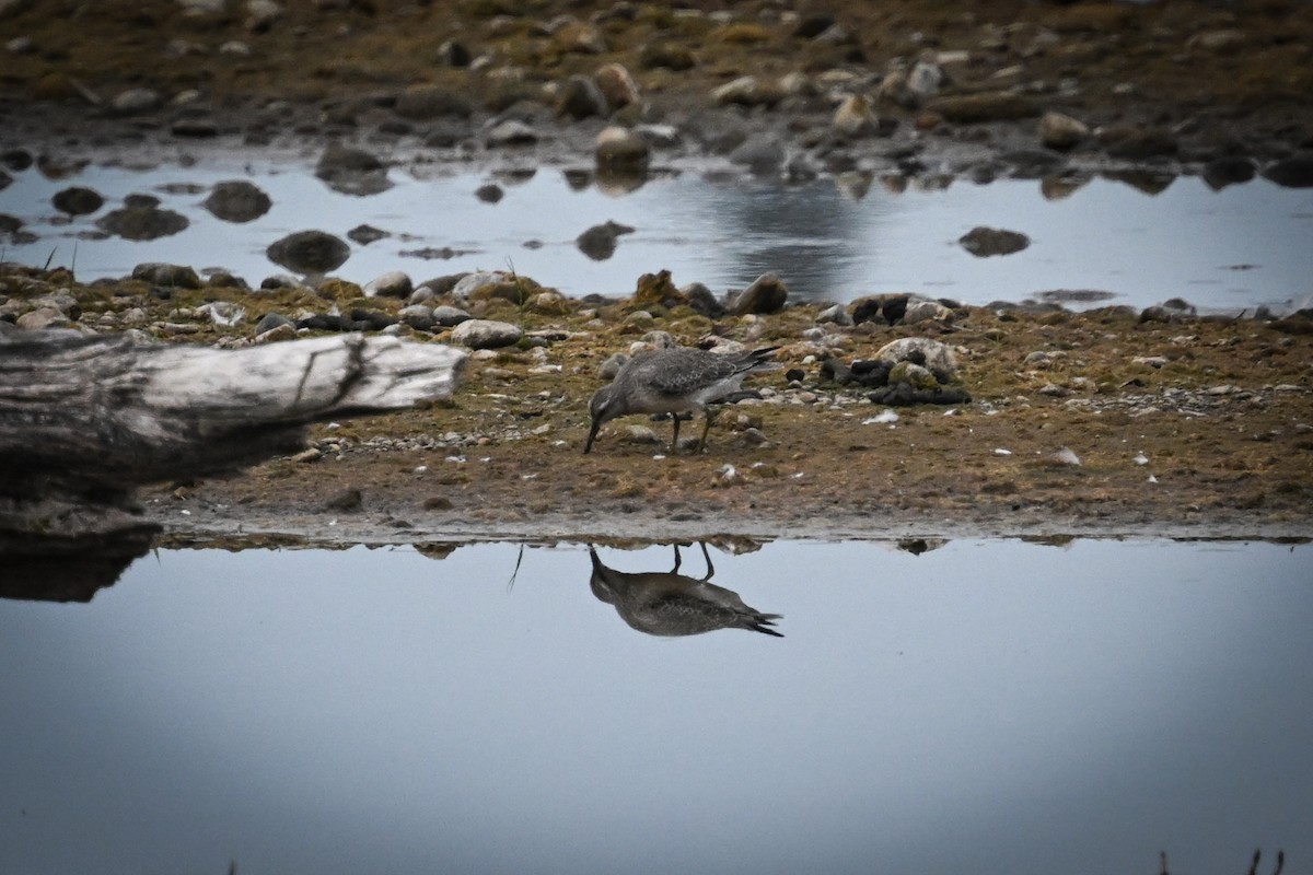 Red Knot - ML642067496