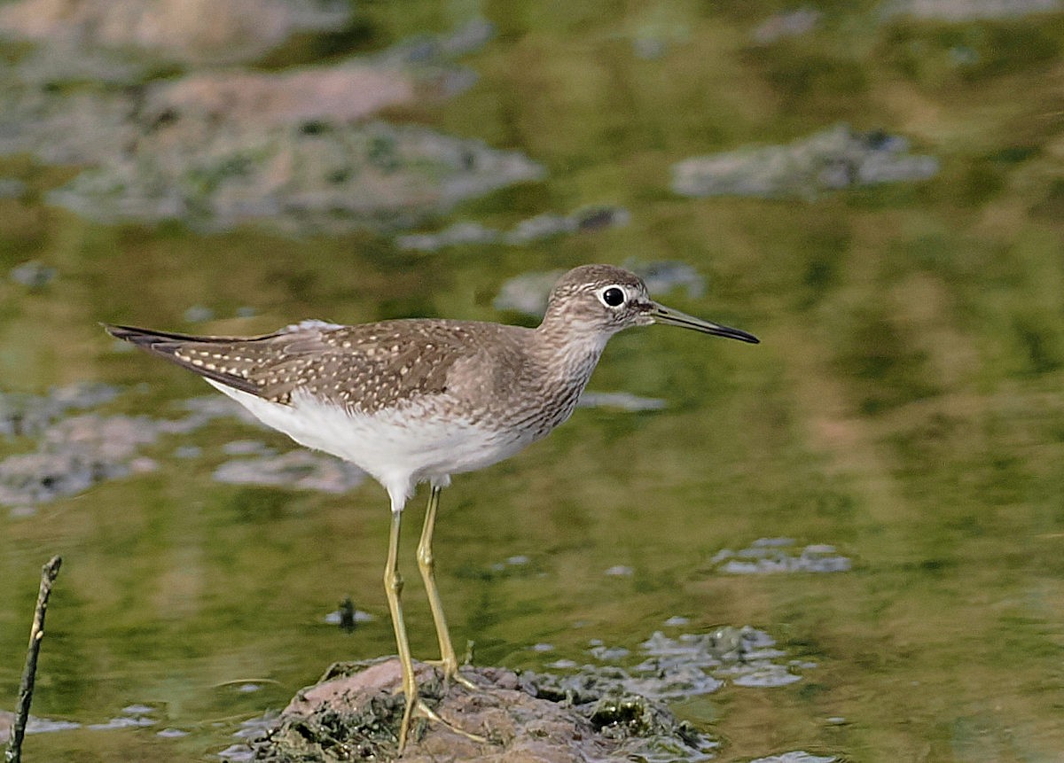 Solitary Sandpiper - ML642067497