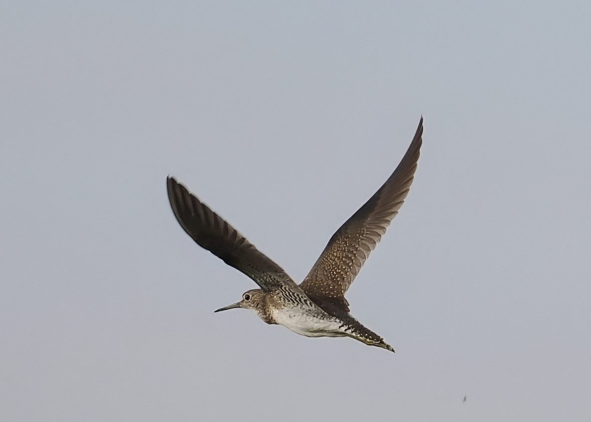 Solitary Sandpiper - ML642067499