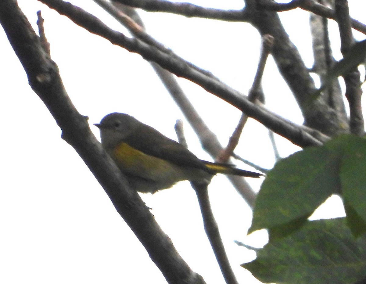 American Redstart - ML642067526