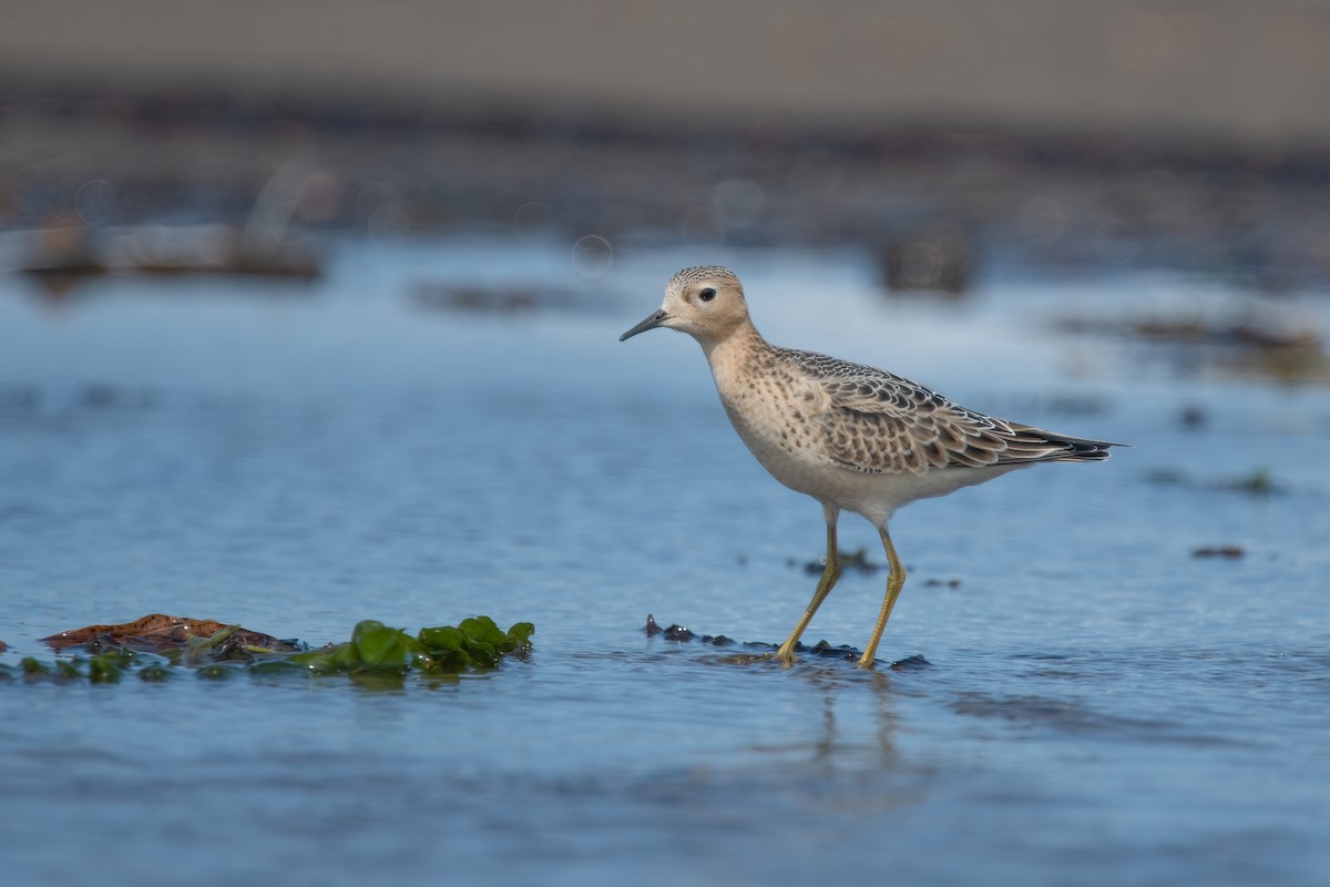 Buff-breasted Sandpiper - ML642067529