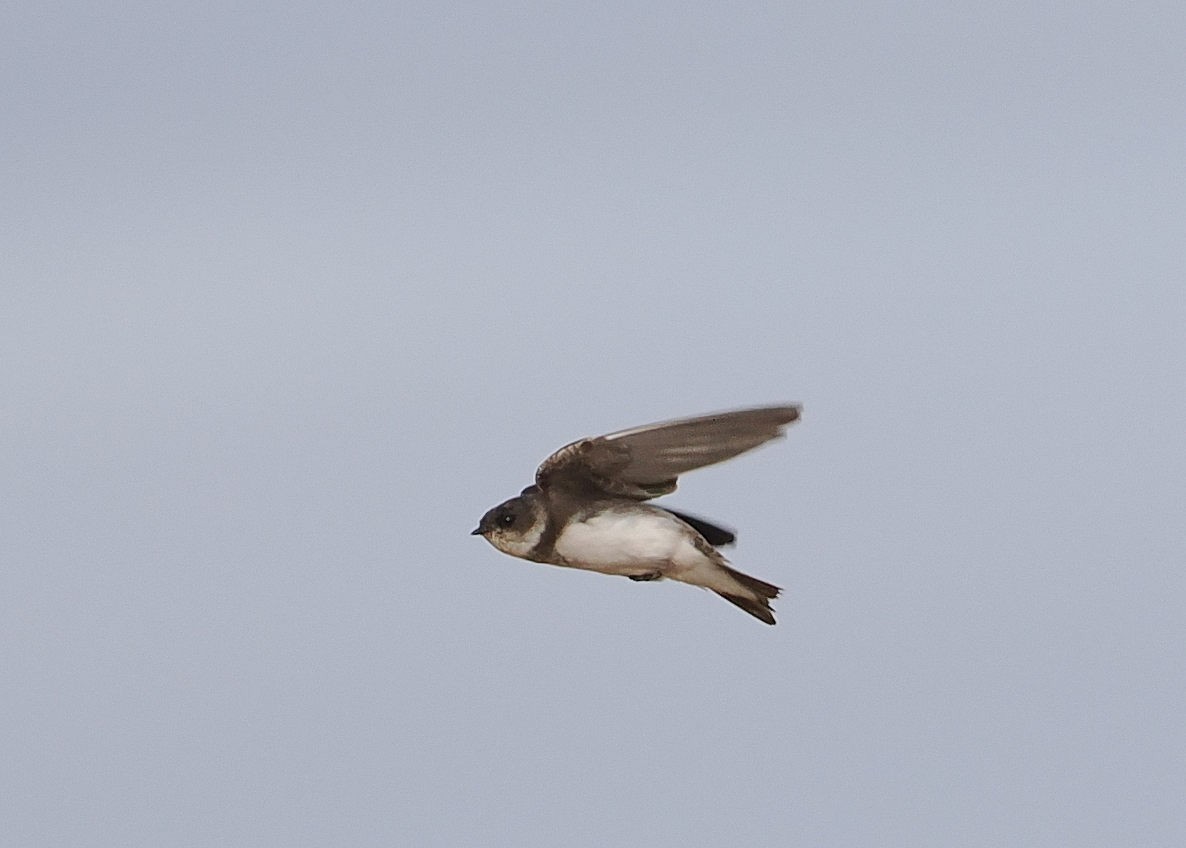 Bank Swallow - ML642067533