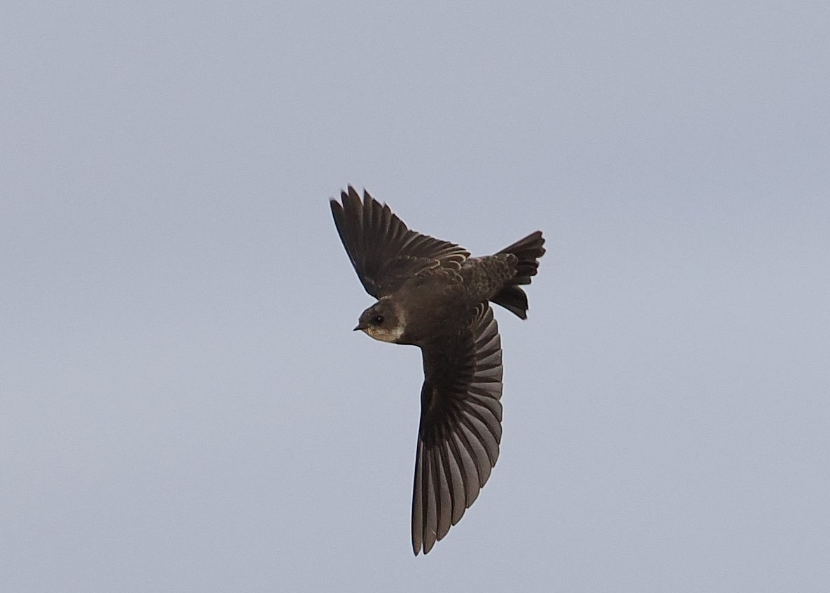 Bank Swallow - ML642067537