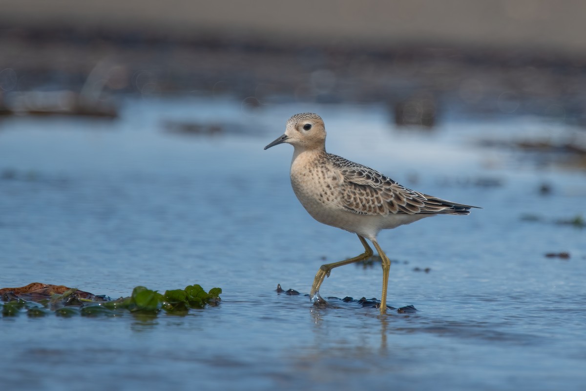 Buff-breasted Sandpiper - ML642067538