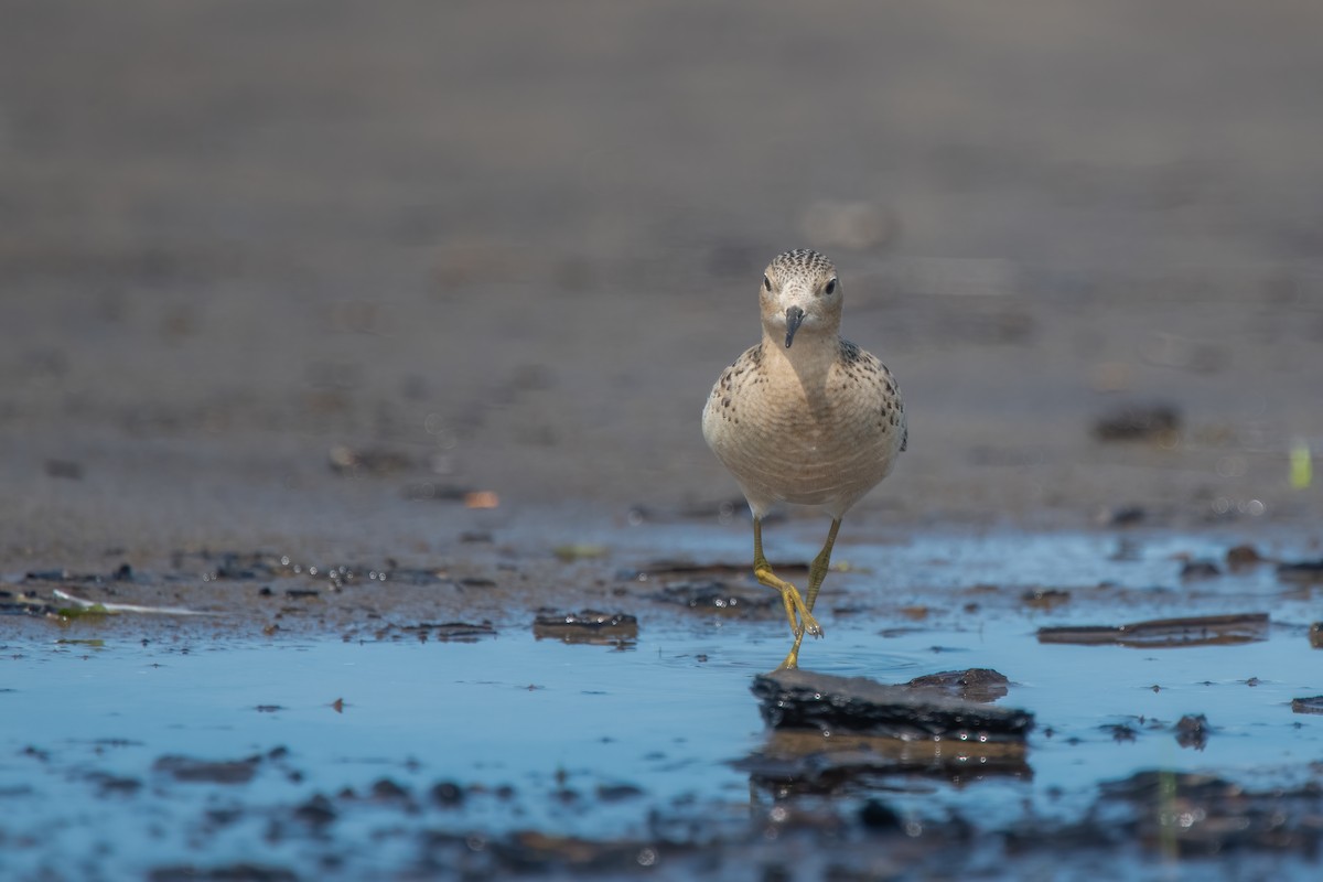 Buff-breasted Sandpiper - ML642067541