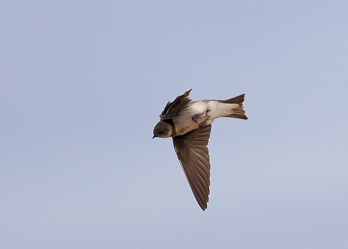 Bank Swallow - ML642067545