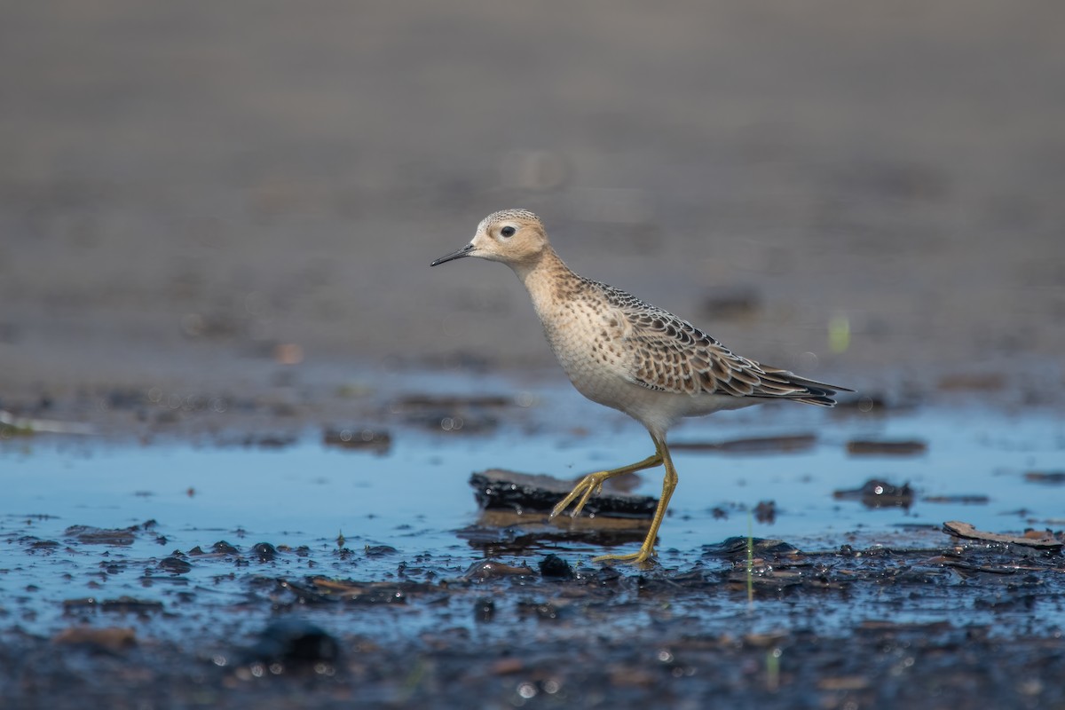 Buff-breasted Sandpiper - ML642067547